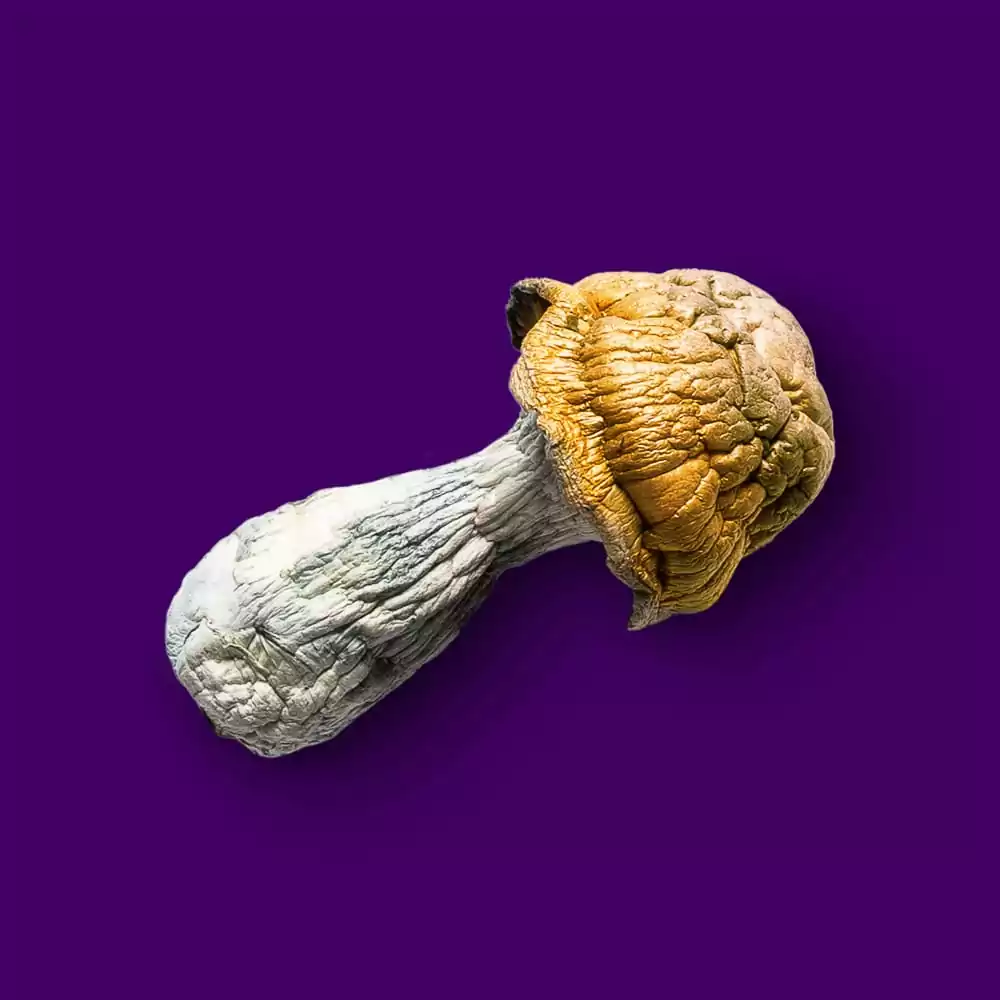 mushroom penis envy2.jpg