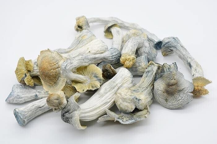 Albino Penis Envy Magic Mushrooms - Image 4