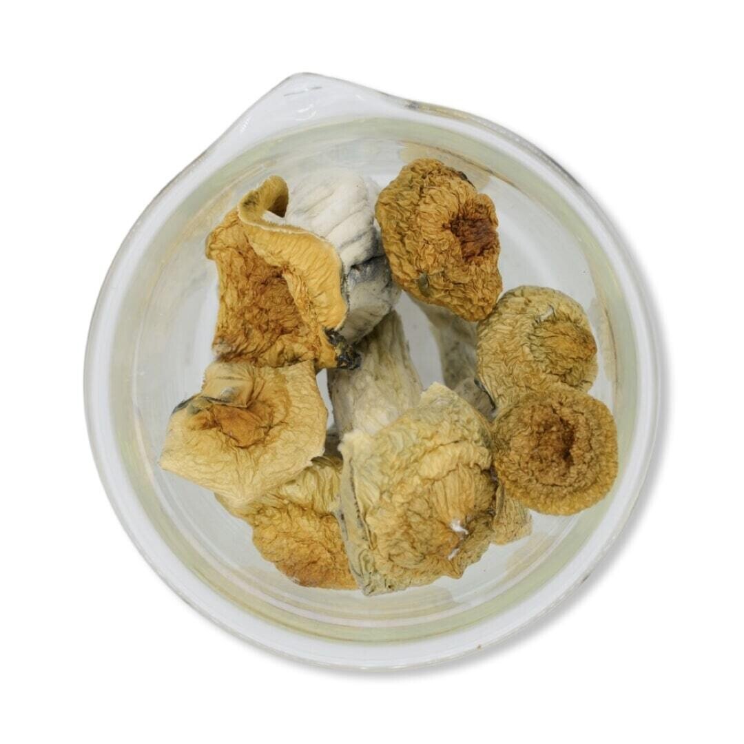 Penis Envy Magic Mushrooms - Image 3