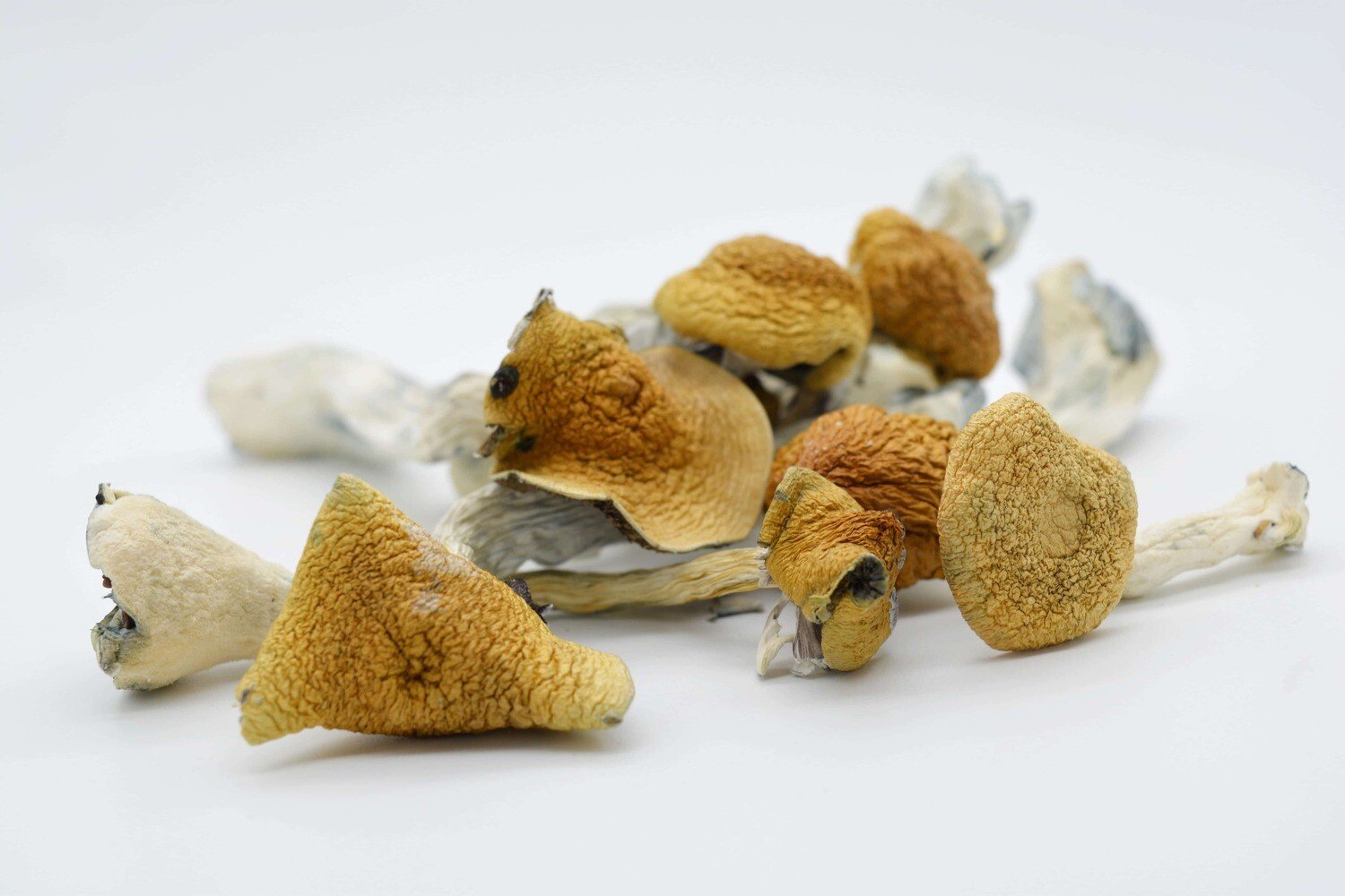 Golden Teacher Magic Mushrooms - Image 3