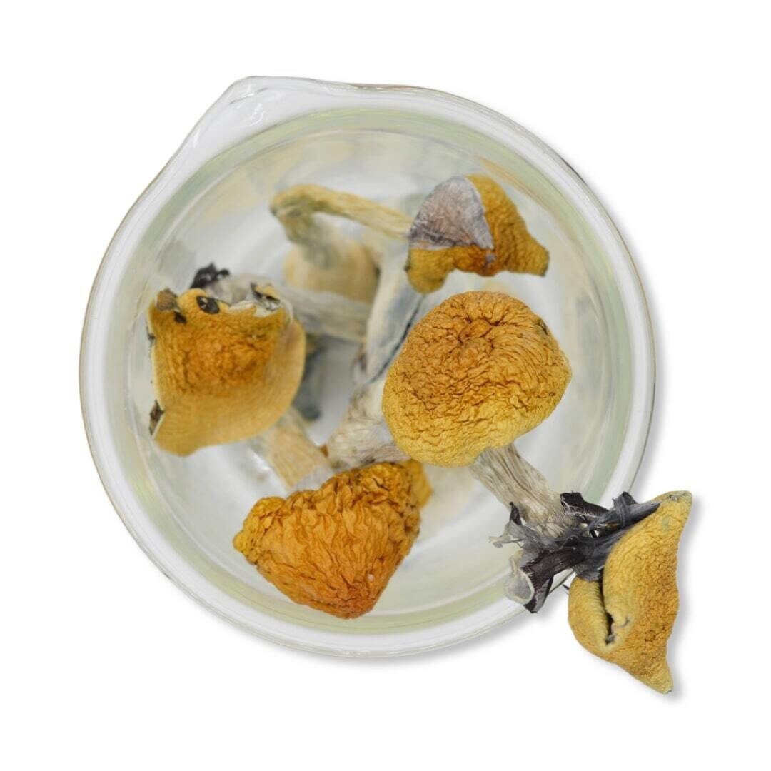 Golden Teacher Magic Mushrooms - Image 2