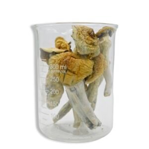 Penis Envy Magic Mushrooms