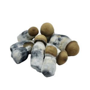 Lyophilized Goldmember Magic Mushrooms