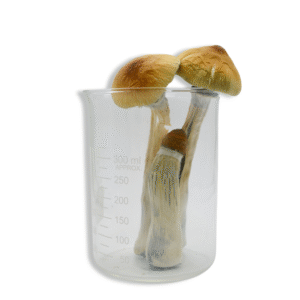 Lyophilized Blue Meanie Magic Mushrooms