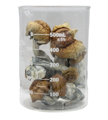 Blue Pulaski Magic Mushrooms