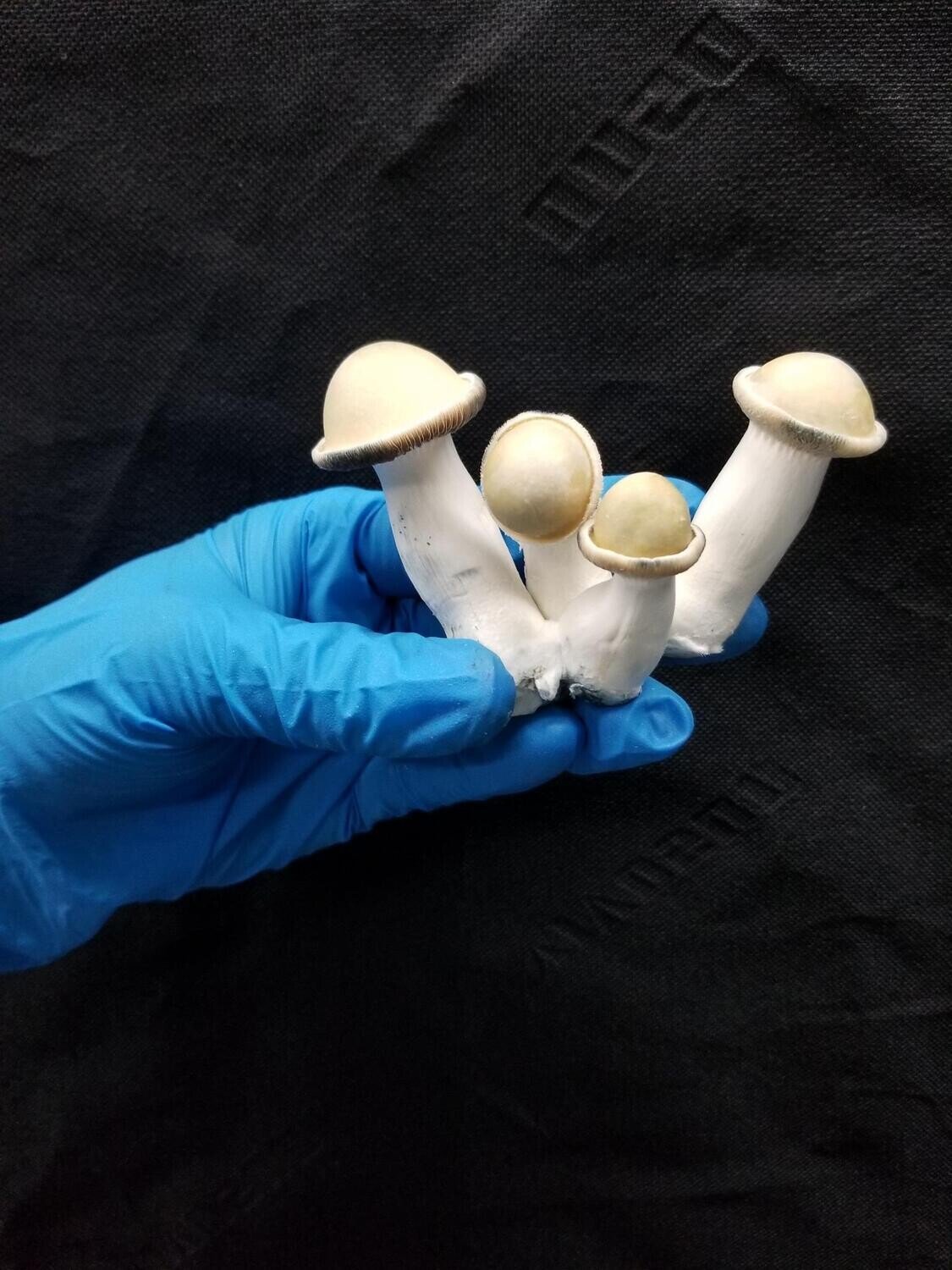 Premium Blue Pulaski